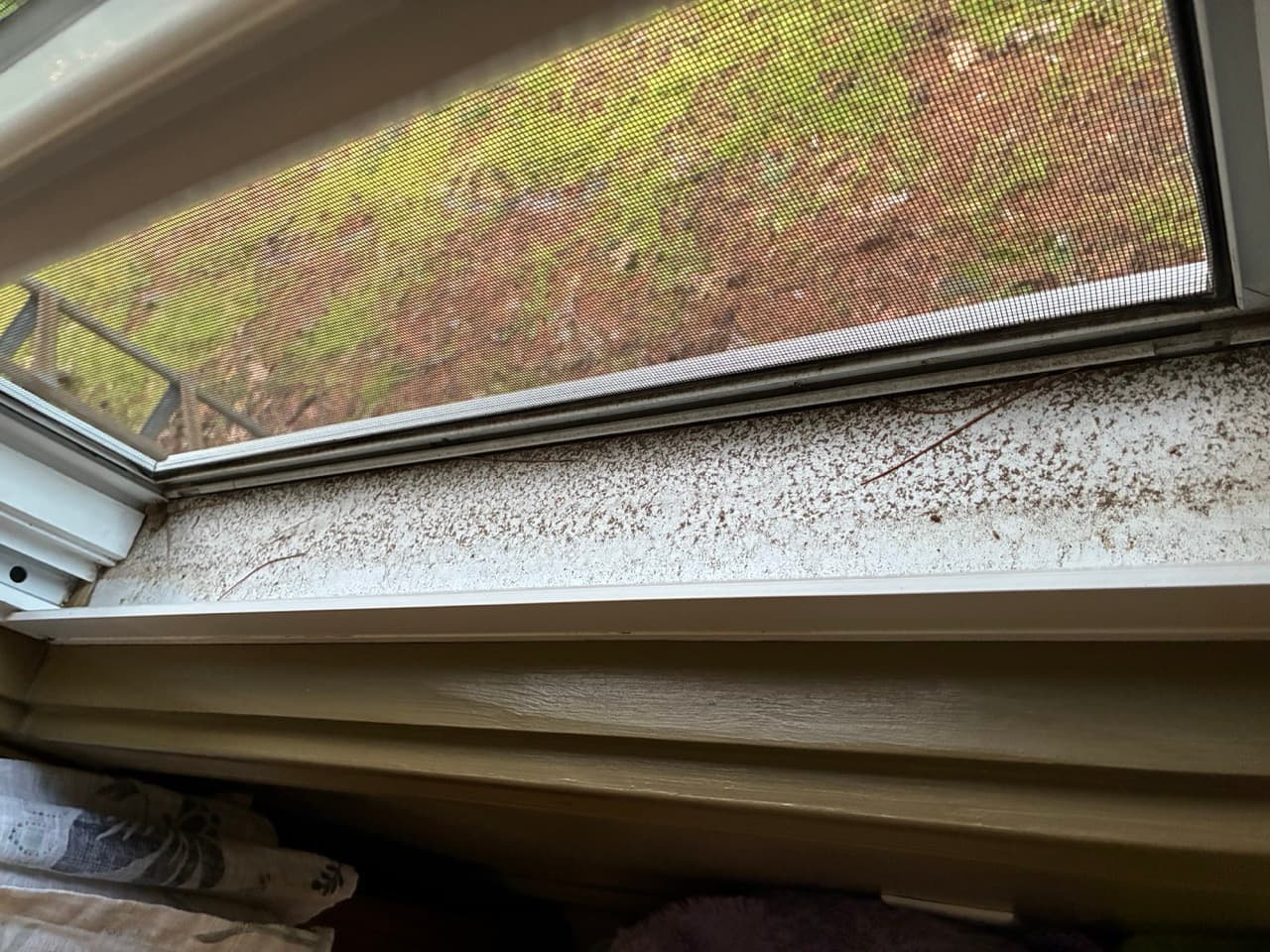 Before window cleaning photo 7